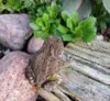Meldung: Naturgarten in Lentzke erstmals dabei: Gartenpforten werden geöffnet (öffentlich)