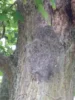 Vorschaubild der Meldung: Bekämpfung des Eichenprozessionsspinners im Perleberger Stadtgebiet