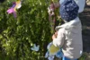 Meldung: Fröhliches Maibaumschmücken in Groß Laasch