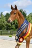 Meldung: 4. Bonhomme Fohlenchampionat am 26. Juni in Werder
