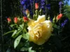 Meldung: Lesung im Rosengarten: Elvira Valerius und Roland Preibisch laden in ihren Stadtgarten ein (nicht öffentlich)