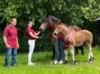 Meldung: Gelungene zweite Auflage des offenen Kaltblutfohlenchampionats in Salzwedel