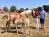 Meldung: 33. Haflingertag in Rochau