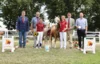 Meldung: Sieger beim Fohlenchampionat der Pony- und Spezialrassen in Neustadt (Dosse)