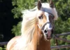 Meldung: 25. Süddeutsche Haflinger- und Edelbluthaflingerkörung 2026