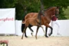 Meldung: German Horse Quality: Vier Zuchtverbände – 24 Spitzenfohlen – eine Auktion