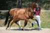 Meldung: Dream Boy stellt Preisspitze der DSP-One-Day-Auktion in Rohr