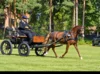 Meldung: Leistungsprüfung in Adelheidsdorf mit erfolgreichen Ponys aus Brandenburg-Anhalt