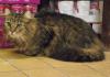 Vorschaubild der Meldung: Fundkatze in Beetzseeheide OT Ketz&uuml;r