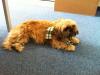Vorschaubild der Meldung: Entlaufener Hund bei Bronkow gefunden