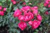 Meldung: Dunkelrot und sehr gesund: Wittstock bekommt eine eigene Rose