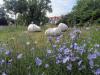 Vorschaubild der Meldung: Blumenwiese im Rod - Naturschutz beginnt vor der Haustür