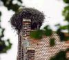 Vorschaubild der Meldung: Das Storchennest auf der Lindenaer Kirche "entschärft"