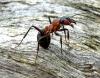 Meldung: Ameisen – die Giganten der Wulmstorfer Heide