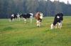 Meldung: Neues von der Milchtankstelle und der Direktvermarktung in Dannenberg