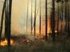 Meldung: Tipps zur Vermeidung von Waldbränden