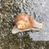 Meldung: Entspannungs-/Traumgeschichte mit einer Schnecke