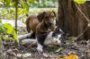 Meldung: Unterbringung von aufgefundenen Hunden und Katzen