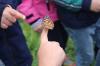 Meldung: Schmetterlingsaufzucht der Klasse 1a