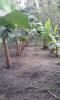 Meldung: Neue Anpflanzungen auf der Guayabita