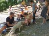 Vom richtigen Umgang mit Hunden - Lagotto Joshi zu Besuch an der Grundschule Hollstadt-Wollbach