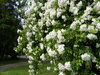 Meldung: Gewinn für Besucher wie auch für Gastgeber: Rosenfreunde öffnen im Juni wieder ihre Gärten