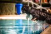 Meldung: Hundeschwimmen 2023 findet nicht statt