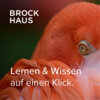 Meldung: Brockhaus für Bibliotheken