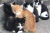 Meldung: Landesweite Kastrationsverordnung für Freigänger-Hauskatzen beschlossen