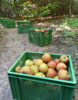 Meldung: Apfelernte 2023 im Schulwald