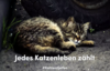 Meldung: Kastrationsaktion für Straßenkatzen in Niedersachsen; Beendet