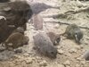 Meldung: Die Erdmännchen besuchen den Mundenhof