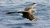 Meldung: Naturpark am 11. Mai: Besuch bei den Seeadlern