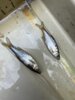 Meldung: Elektrobefischung im Rahmen des Projektes ,,Fischfocus,,