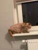 Meldung: Die Katzenhilfe Bleckede in Not; Die Not wurde abgewendet!!