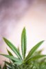 Meldung: Anbau von Cannabis