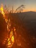 Meldung: Kartoffelfeuer 2024