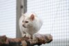 Meldung: Hinweis zur Aufnahme von Katzen und Igeln