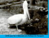 Foto vom Album: Der Tierpark in Bildern der Jahre 1964 bis 2024