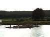 Foto vom Album: Jugenddrachenbootcup 2011