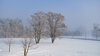 2021 Bäume im Schnee W.-D. Lüdeke