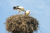 Ausbesserungsarbeiten am Nest