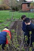 Foto vom Album: Erste Anpflanzung in unserem Schulgarten