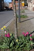 Foto vom Album: Frühjahrsblüher in Kyritz