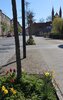 Foto vom Album: Frühjahrsblüher in Kyritz