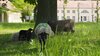 Foto vom Album: Schafe im Kirchgarten - schön die Lämmer zu beobachten