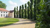 Foto vom Album: Pappelrondel am Schloss Paretz wieder grün