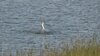 Flussseeschwalbe bei der Jagd auf kleine Fische im Hafenbecken