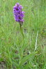 Orchidee - Badestelle Elpersbüttel