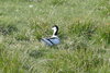 Säbelschnäbler auf seinem Nest im Odinsloch